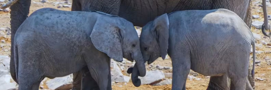 corbett twin baby