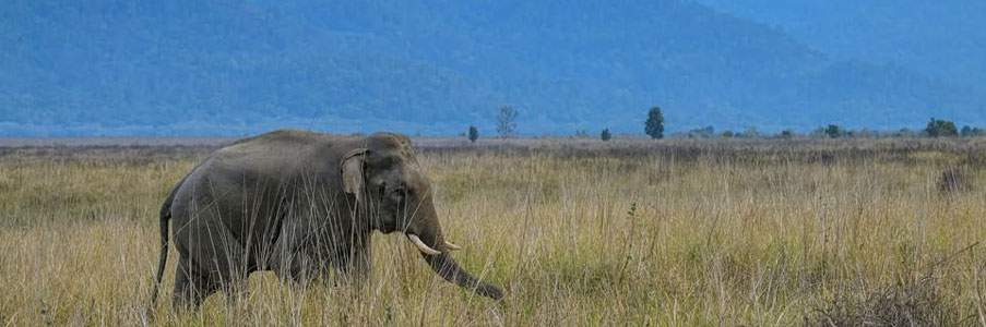 corbett elephant polulation