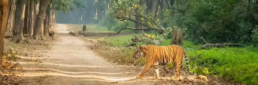 corbett trip