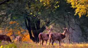 corbett deers