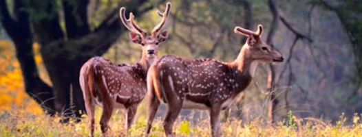 durgadevi zone