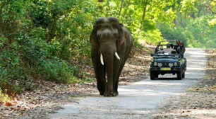 elephant safari corbett