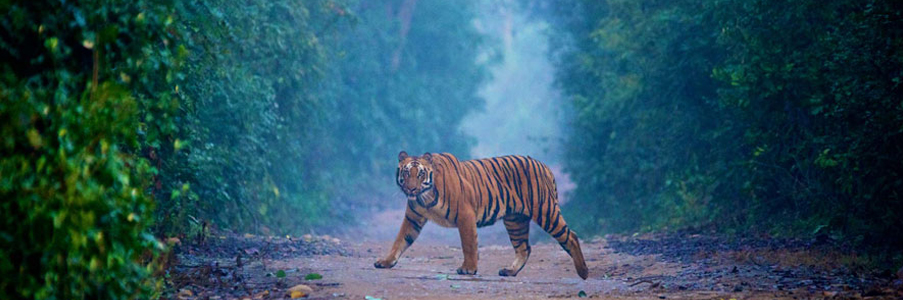 corbett pre monsoon tour
