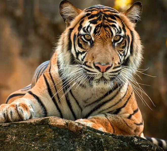 how to reach corbett