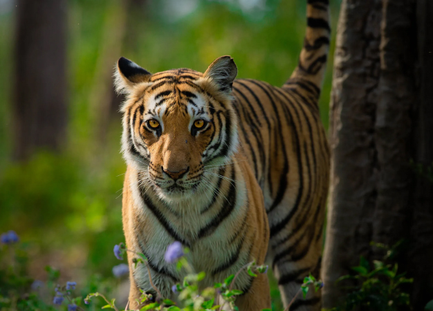tiger in jimcorbett