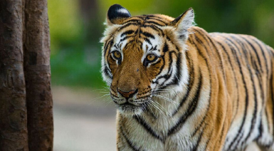corbett tiger