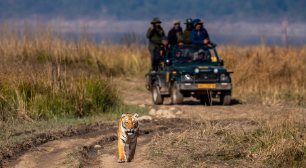 tiger safari cobett