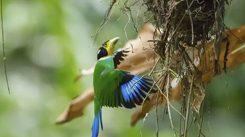 corbett tour